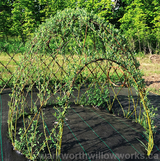 Screen Shot 2020-08-20 at 6.23.17 AM